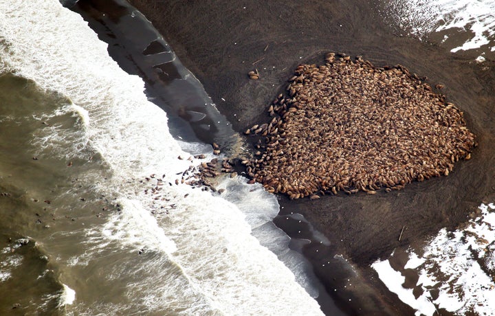 An estimated 35,000 walruses hauled out on a beach near Point Lay, Alaska, in 2014. Scientists say the walruses hauled out on
