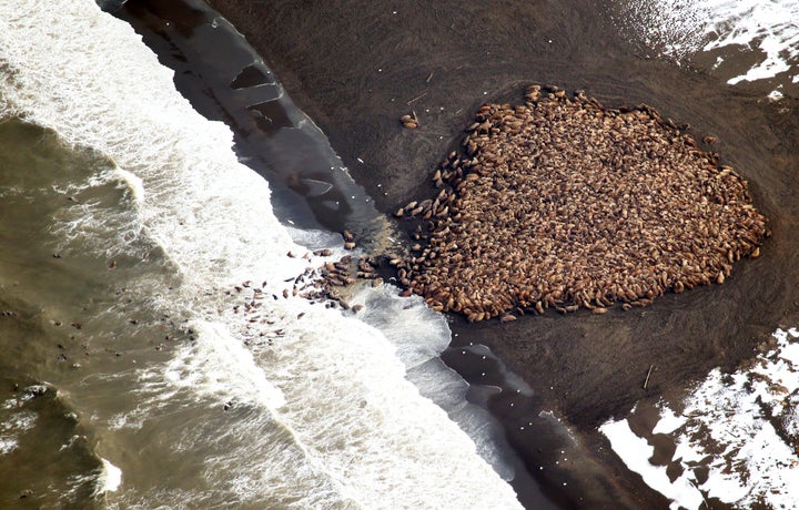 An estimated 35,000 walruses hauled out on a beach near Point Lay, Alaska, in 2014. Scientists say the walruses hauled out on the beach because of the lack of sufficient sea ice, which they would normally use.