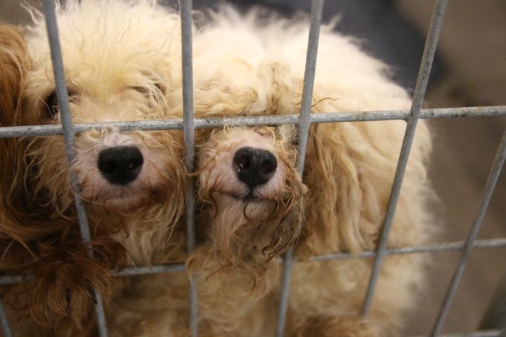 Two small dogs rescued from a commercial breeding facility in Texas.