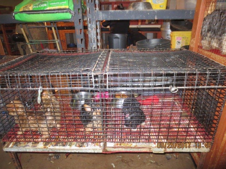 Puppies inside cages at the facility in Greenville, Texas.