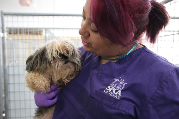 An SPCA of Texas worker holds a recently rescued dog.