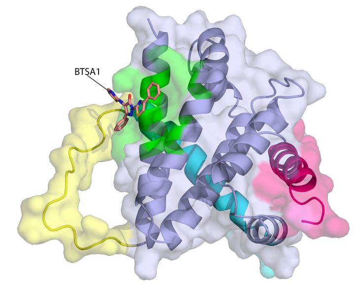 This image depicts the structure of the BAX protein (purple). The activator compound BTSA1 (orange) has bound to the active site of BAX (green), changing the shape of the BAX molecule at several points (shown in yellow, magenta and cyan). BAX, once in its final activated form, can home in on mitochondria and puncture their outer membranes, triggering apoptosis (cell death).