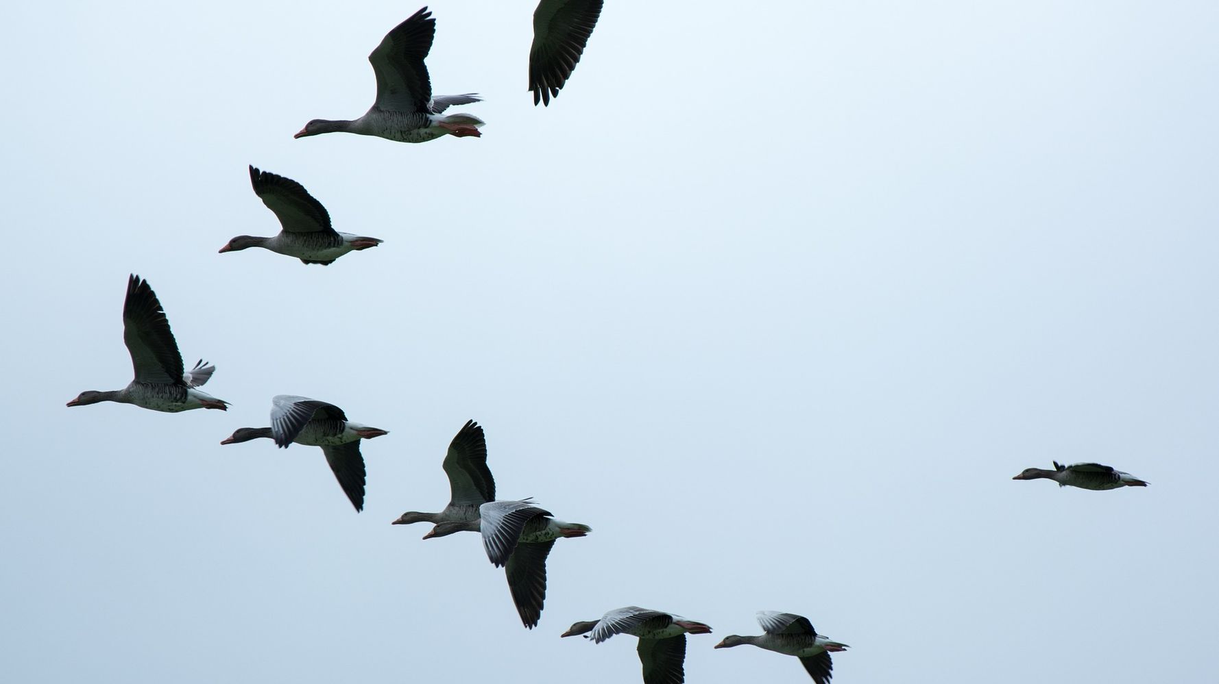 Finding Your Flock | HuffPost Contributor