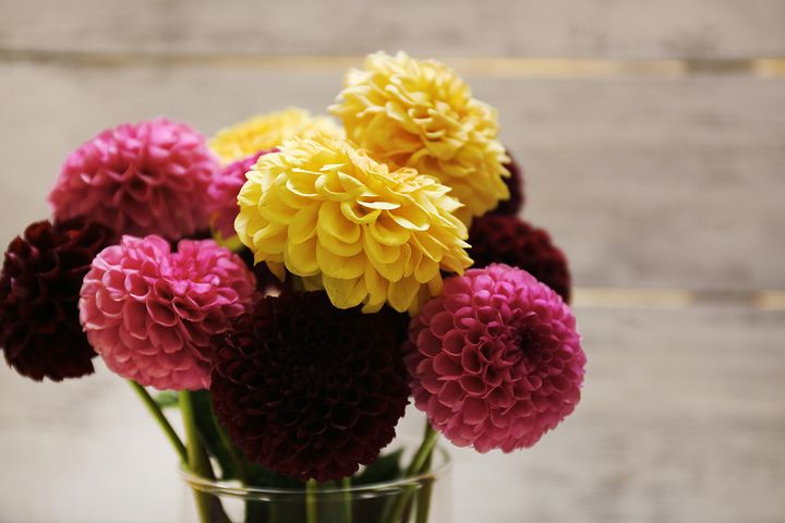 Dahlias naturally bloom from late summer to early fall, and come in almost every color of the rainbow.