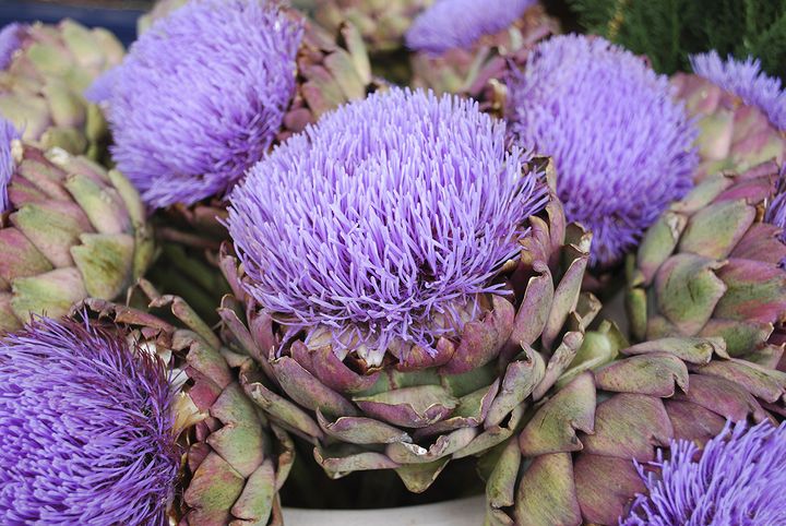 When allowed to bloom, artichokes mature into striking spiky purple, blue, or pink blossoms.
