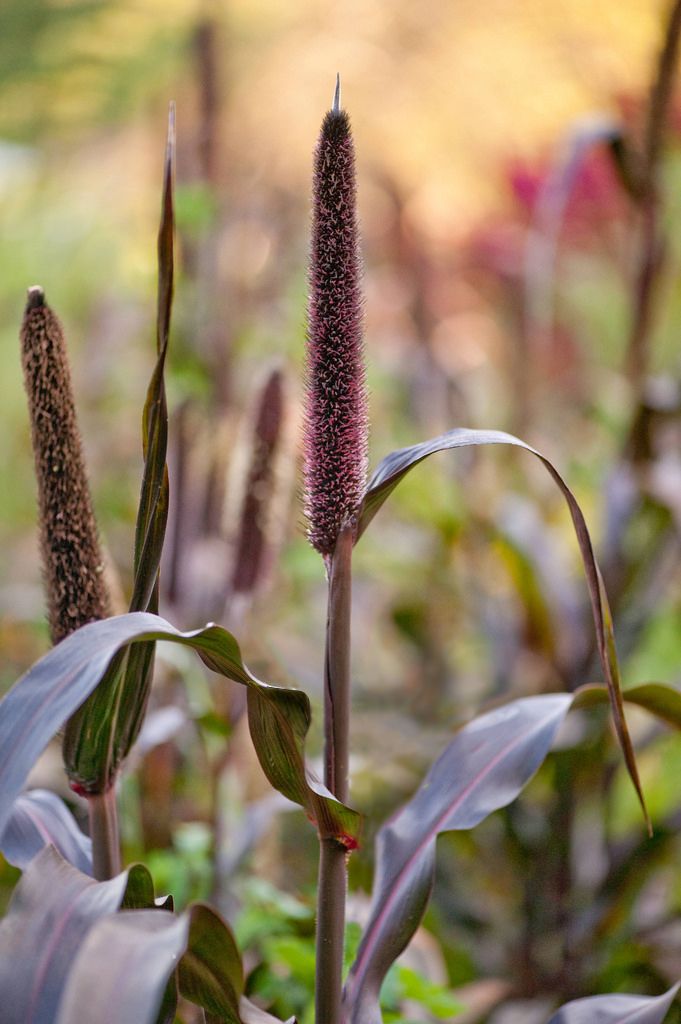 Ornamental grasses and grains can be found in a variety of hues from purple to green to rich browns. 
