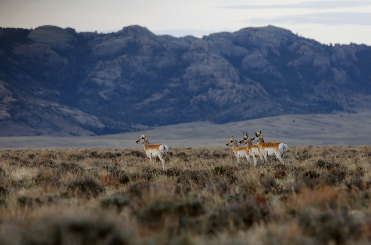 Pronghorn walk through the sage in the early morning in April near Dry Creek in southern Natrona County. Wyoming is the least-populated state in the country, with 585,000 residents.