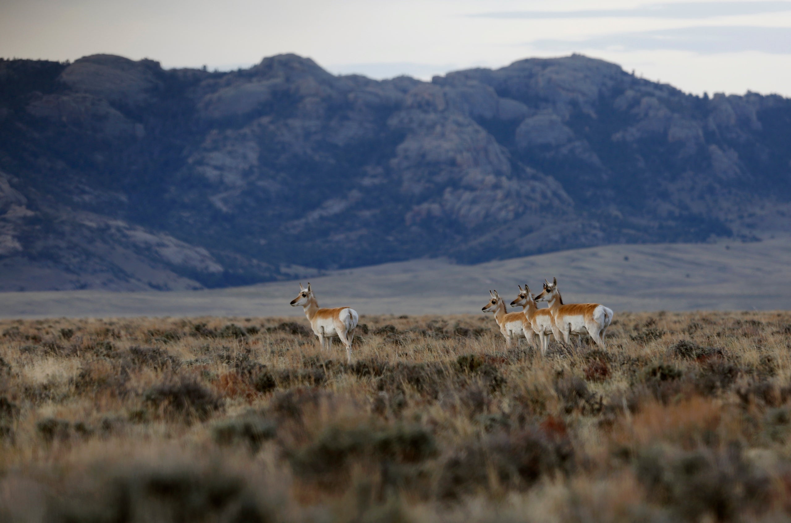 Pronghorn walk through the sage in the early morning in April near Dry Creek in southern Natrona County. Wyoming is the least