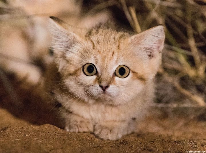 A wild sand kitten in the Moroccan Sahara.