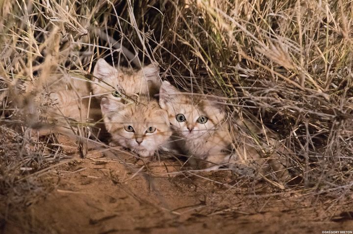Wild sand kittens in the Moroccan Sahara.