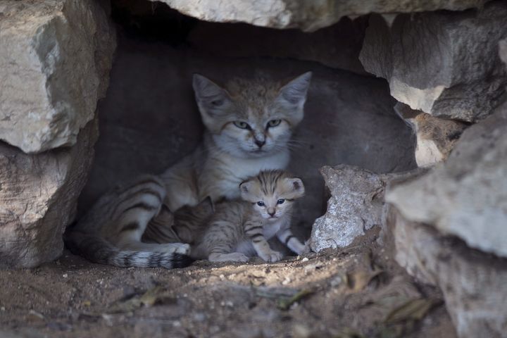 Rotem, a mother sand cat, with her kittens at a zoo near Tel Aviv in 2015.