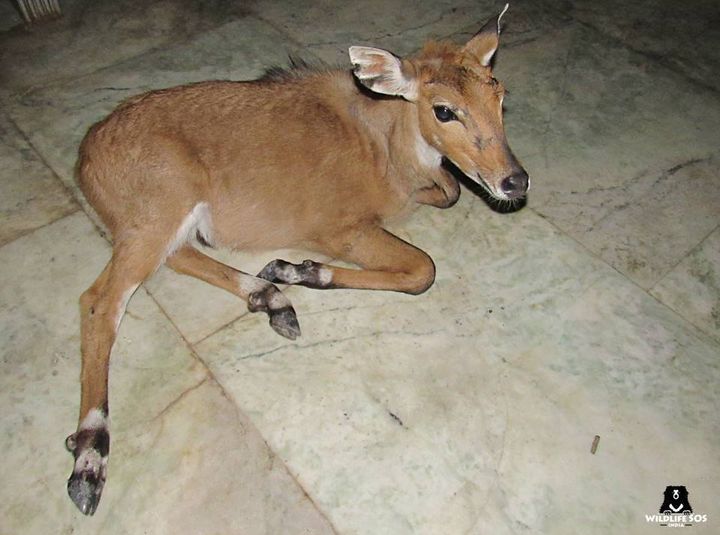 A nilgai antelope fawn stranded in a residential portion of Faridabad, India.