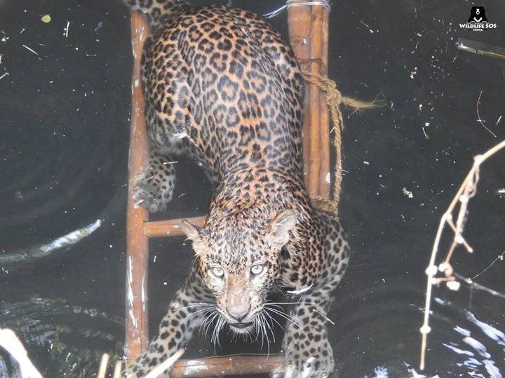 Wildlife SOS worked with locals to rescue this leopard after it fell into an open well in a populous area.
