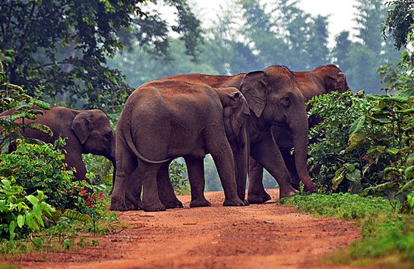 A herd of wild elephants has moved into a populated area in Chhattisgarh, India, putting themselves and the local people at serious risk.