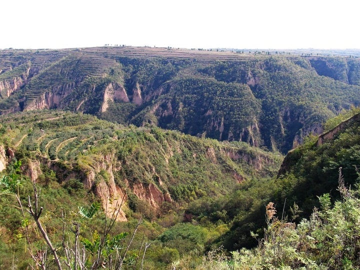 Replanting forests in China is a great initiative but it can also prove to be disastrous for water management.