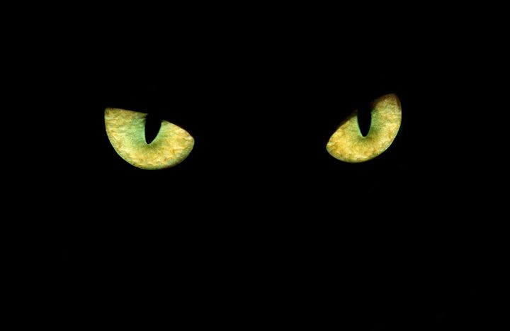 Superstition claims having your path crossed by a black cat is bad luck - especially on Friday the 13th 