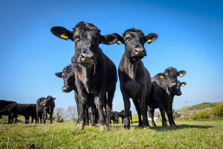 Aberdeen Angus beef cows pictured on the Waitrose Leckford Estate in Hampshire. The Leckford Estate is a 4000 acre working farm, owned and run by Waitrose, and grows produce for their shops in the UK and for export to 56 countries.