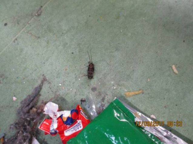 A cockroach amongst litter at HMP Liverpool