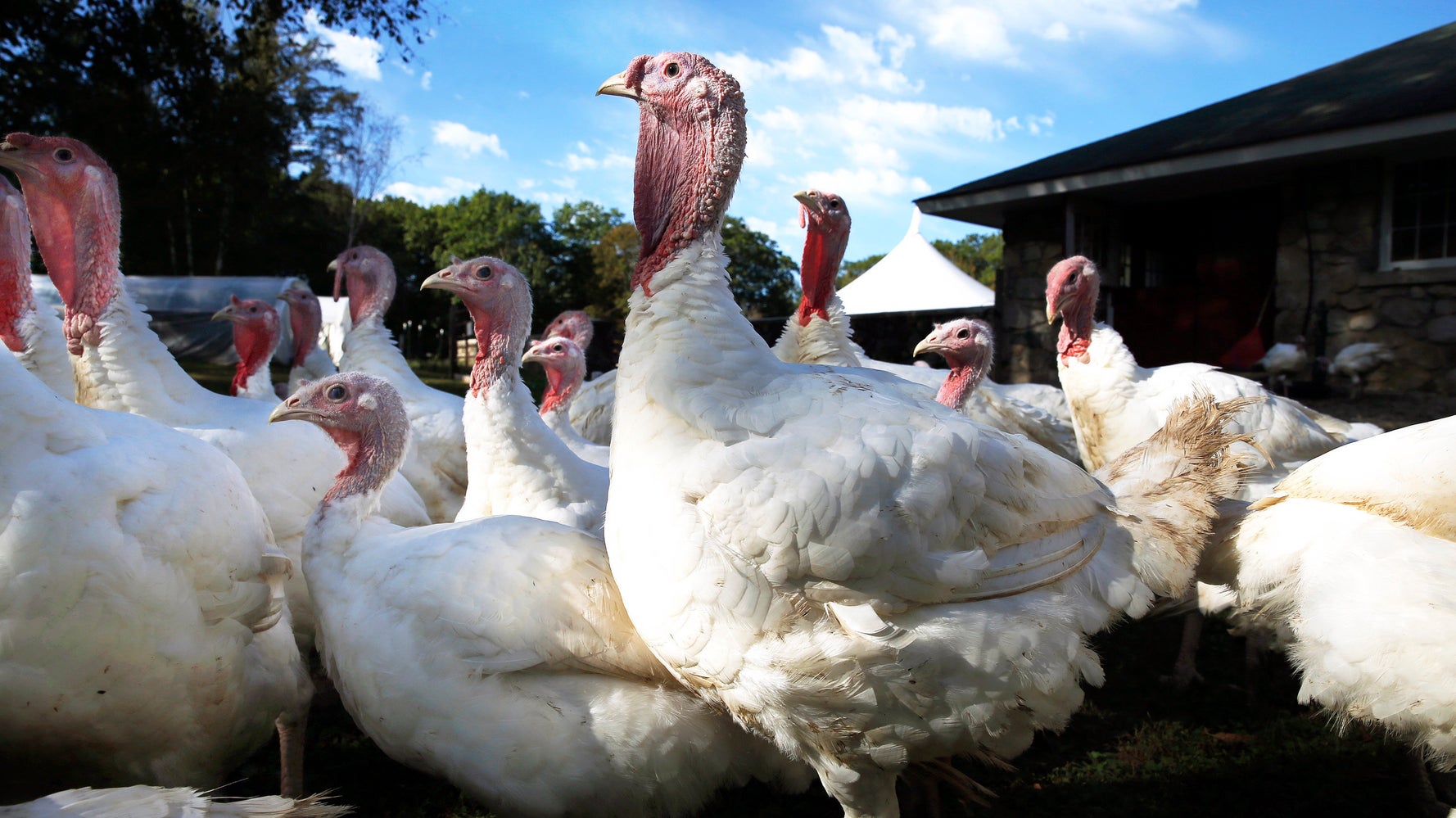 Here's Why PastureRaised Turkeys Are So Expensive HuffPost Life