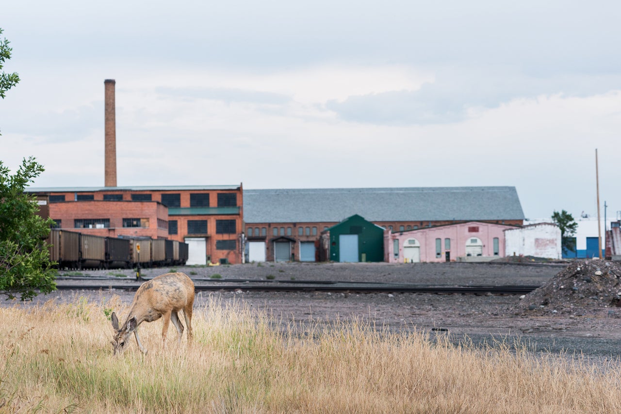 A deer grazes near the Livingston rail yard, one of 18 state-recognized superfund sites tied to Burlington Northern Railroad's operations.