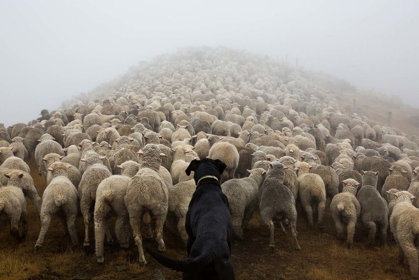 Over the Mountain (Huntaway, New Zealand, 2014)
