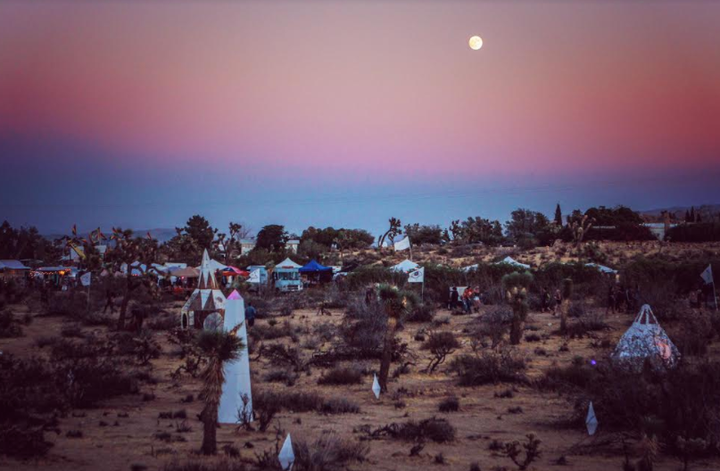 <p>Joshua Tree at night.</p>