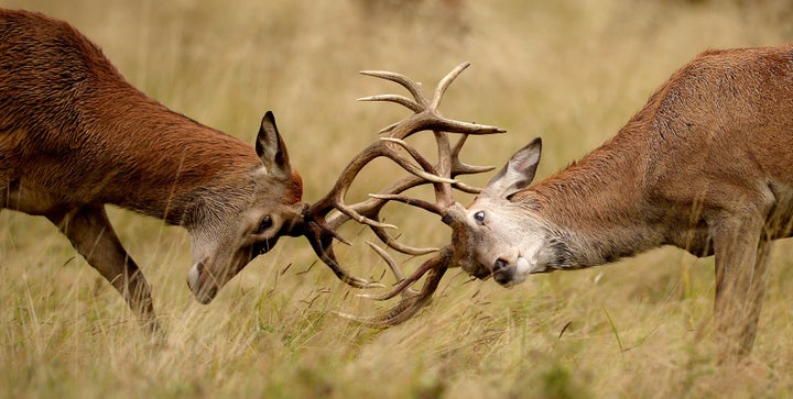 <strong>Richmond Park officials have issued safety advice after a woman was gored by a rutting stag </strong>