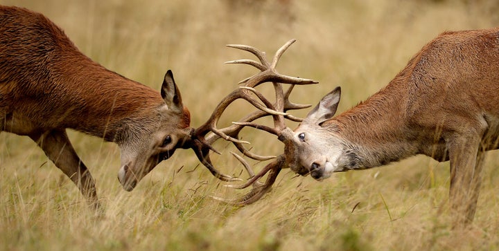 Richmond Park officials have issued safety advice after a woman was gored by a rutting stag 