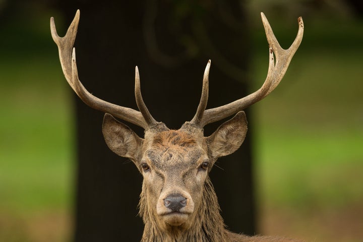 Male deer are particularly dangerous during rutting season 