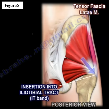 Anterior - Fascia lata & iliotibial tract