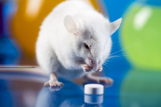 Scientists are far from a consensus on how best to fight the effects of aging.