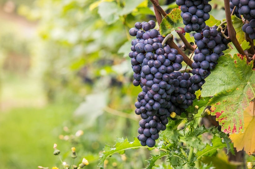 Pinot noir grapes