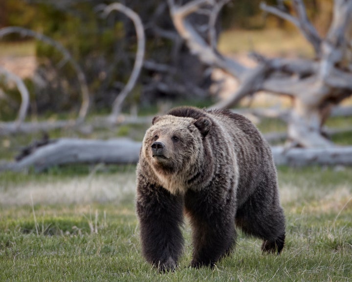 A grizzly bear walks in Yellowstone National Park, in Wyoming. 