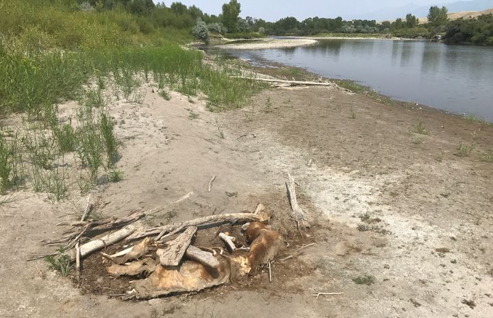 The remains of a grizzly bear lay along the bank of the Yellowstone River, near the town of Emigrant. 