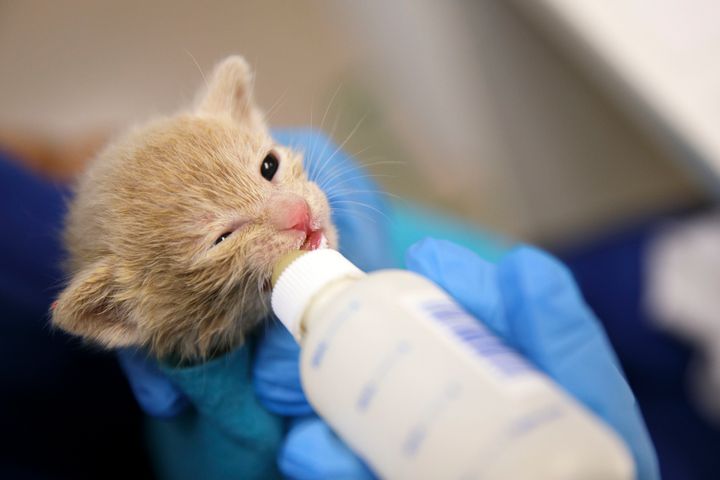 One of the law's aims is to promote adoption from shelters and reduce animals killed. Orphaned, unweaned kittens are frequently killed in shelters without sufficient resources to care for them. This kitten is safe and in the care of the no-kill Best Friends Animal Society in Mission Hills, California.