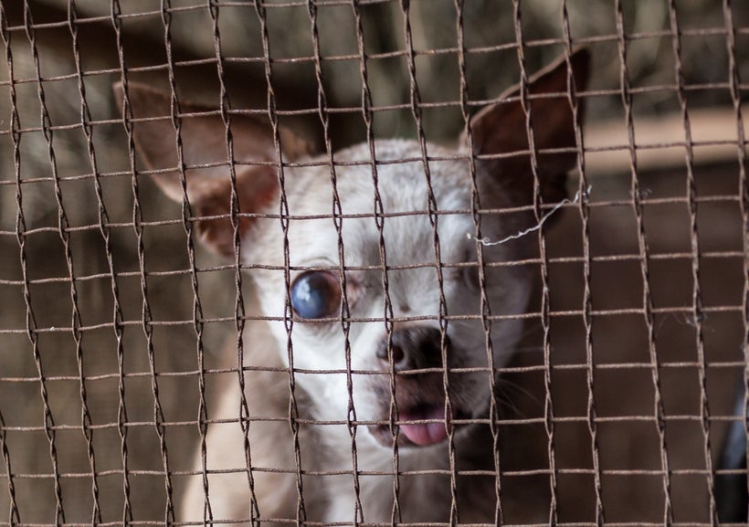 Harley spent 10 years suffering in a cage in a puppy mill with the sole purpose of providing puppies to be sold in pet stores