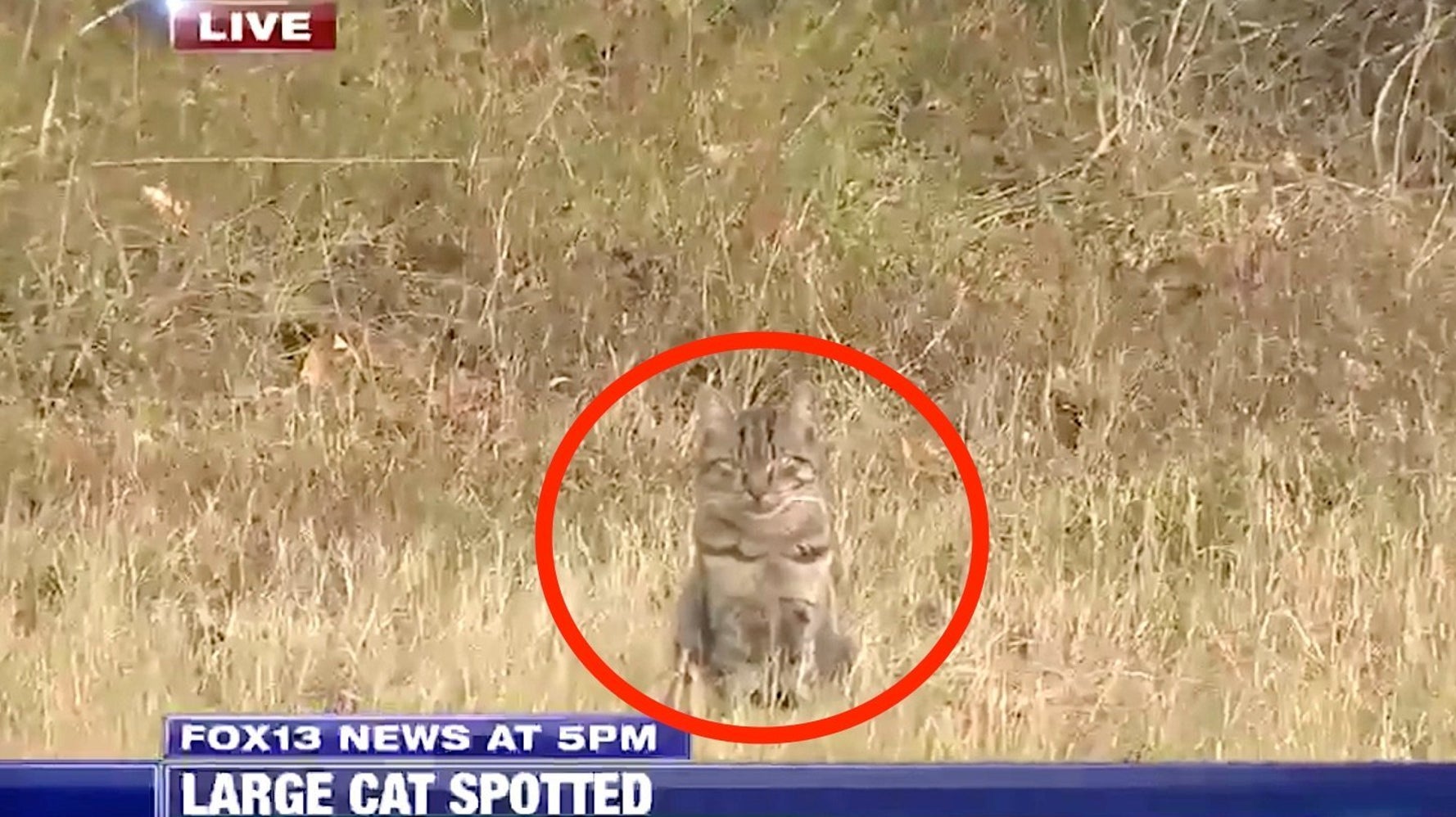 Large cat deals spotted