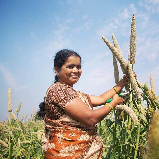 Nutritious Iron Pearl Millet in India