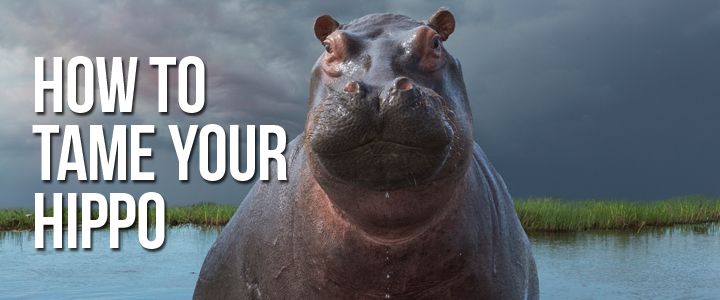 How to Tame Your Hippo | HuffPost