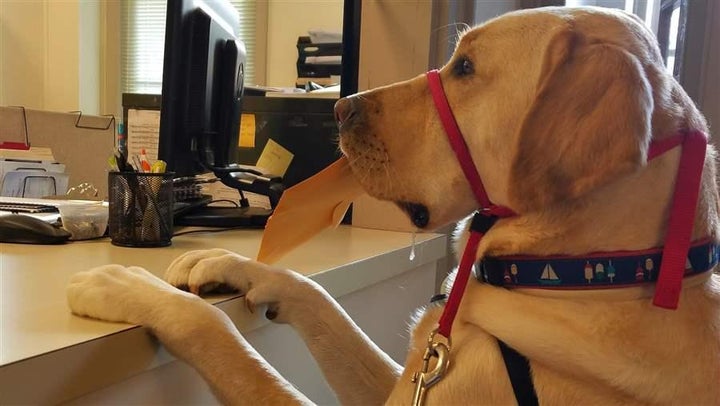 Earle, a 3-year-old service dog, helps his owner, Chris Slavin, cast her ballot in the 2016 presidential election at the Danv
