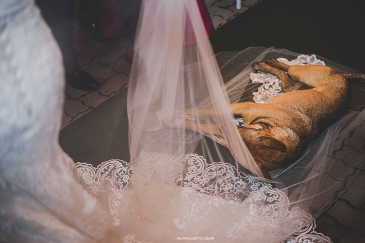 The pup took a nap on the bride's veil as the couple exchanged vows. 