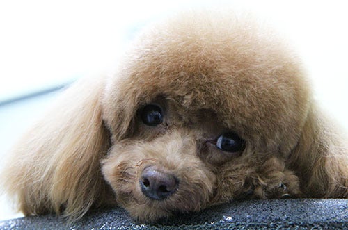 <p><strong>My glam shot.</strong></p>