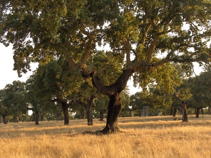 <p>Cork Oak Forest, Spain</p>