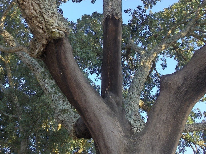 <p>Cork Oak with Harvested Bark</p>