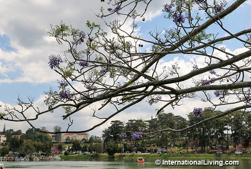 Blue Jacaranda Trees in Bloom on Xuan Huong Lake. Dalat, Vietnam.