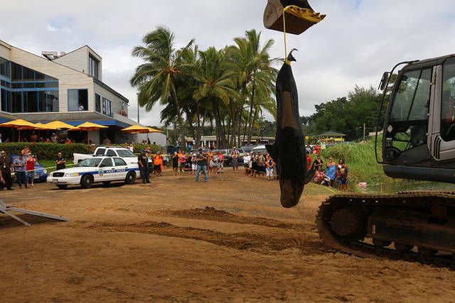 Dead pilot whale being removed from Kalapaki Beach. 