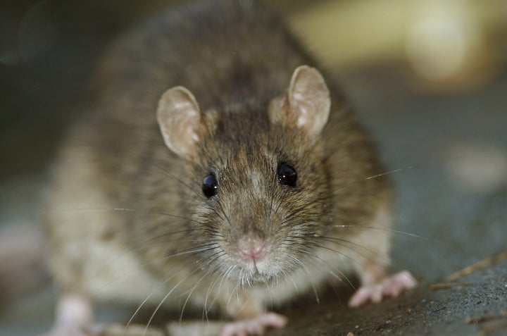 The brown rat contributed to Orkin naming Chicago the