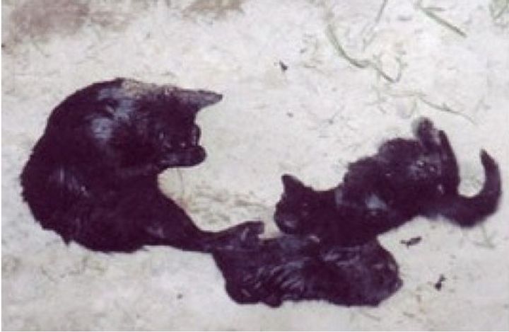 <p>Healthy mother cat and two kittens killed by PETA within minutes, despite promising to find them a home.</p>