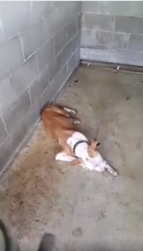 This dog died after three days of suffering in this kennel, in this position, with no medical or supportive care at Sumter County Animal Services. 