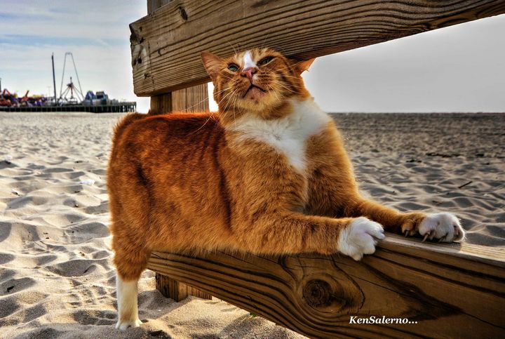 Big Red is a community cat who used to live in Seaside Heights, NJ. PETA asked the mayor to round up to kill Big Red and the other cats who made their home on the beach.